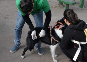 BAHIA BLANCA: Atención destinadas a mascotas