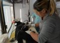 BAHIA BLANCA: Atención veterinaria municipal