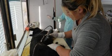 BAHIA BLANCA: Atención veterinaria municipal