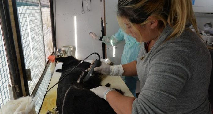 BAHIA BLANCA: Atención veterinaria municipal