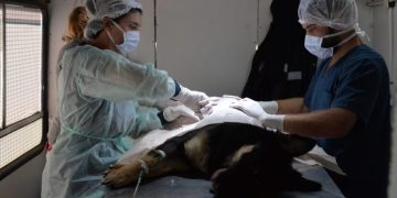 BAHIA BLANCA: Servicios destinados a mascotas