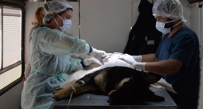 BAHIA BLANCA: Servicios destinados a mascotas