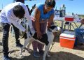 BAHIA BLANCA: Veterinaria municipal «cronograma de atención para la semana del 20 al 24 de abril»