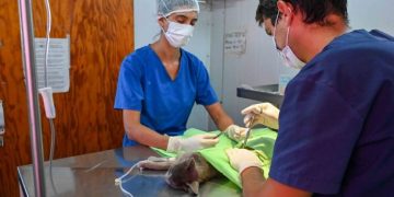 BAHIA BLANCA: Jornada intensiva de castración por el Día del Animal