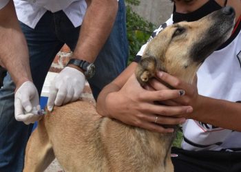 BAHIA BLANCA: Jornadas extraordinarias de vacunación antirrábica por caso positivo de rabia en un murciélago