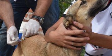 BAHIA BLANCA: Jornadas extraordinarias de vacunación antirrábica por caso positivo de rabia en un murciélago