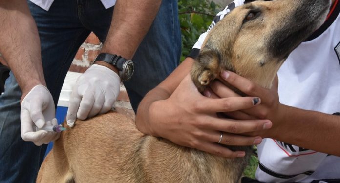 BAHIA BLANCA: Jornadas extraordinarias de vacunación antirrábica por caso positivo de rabia en un murciélago Ante la confirmación de un caso positivo de rabia en un murciélago que tuvo contacto con animales domésticos, y siguiendo los protocolos sanitarios correspondientes, la Dirección de Veterinaria y Zoonosis realizará un operativo preventivo en un radio de 200 metros desde el punto de detección.