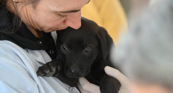 BAHIA BLANCA: Atención veterinaria municipal