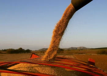 El Gobierno confirmó una nueva baja de retenciones para el sector agropecuario