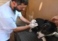 BAHIA BLANCA: Atención veterinaria municipal entre el 18 y 22 de mayo