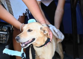 BAHIA BLANCA: Cronograma de atención veterinaria municipal en la primera semana de junio