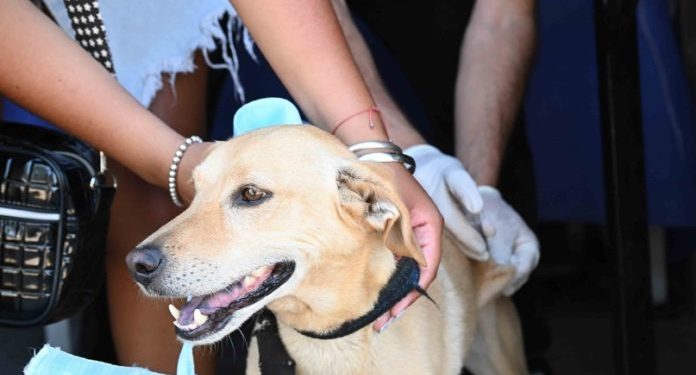 BAHIA BLANCA: Cronograma de atención veterinaria municipal en la primera semana de junio  Del lunes 1 al viernes 5 de junio, habrá atención primaria, jornadas de vacunación antirrábica y desparasitación y turnos en los móviles de castración:
