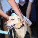 BAHIA BLANCA: Cronograma de atención veterinaria municipal en la primera semana de junio