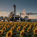 BAHIA BLANCA: La ciudad tendrá la mayor planta de molienda de girasol del mundo con una inversión de US$ 400 millones