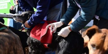 BAHIA BLANCA: Atención veterinaria en la primera semana de agosto