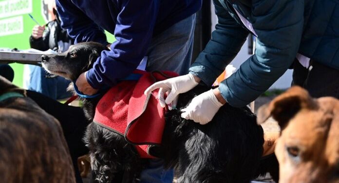 BAHIA BLANCA: Atención veterinaria en la primera semana de agosto  Del 3 al 7 de agosto, uno de los móviles de castración atenderá en una nueva ubicación y por orden de llegada. Además, como es habitual habrá atención primaria y jornadas de vacunación antirrábica.
