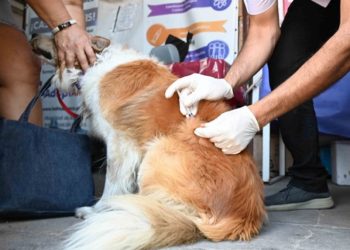 BAHIA BLANCA: Servicios destinados a mascotas