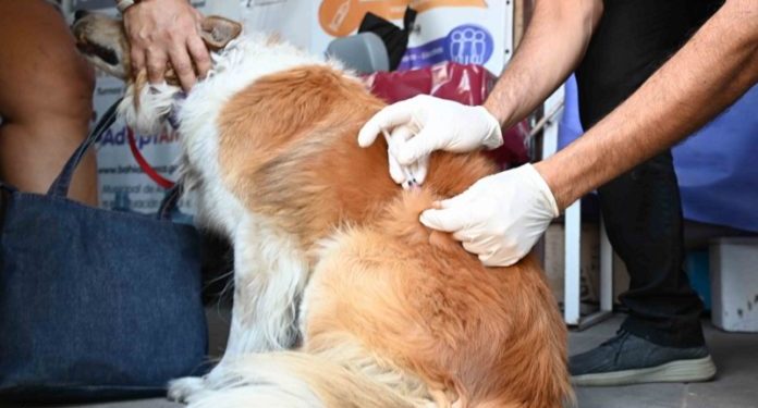 BAHIA BLANCA: Servicios destinados a mascotas Vacunación antirrábica (para caninos y felinos a partir de los 3 meses):