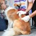 BAHIA BLANCA: Servicios destinados a mascotas