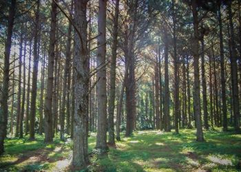 TORNQUIST: Convocatoria 2026 para productores con predios con bosque nativo