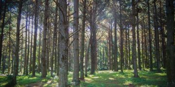 TORNQUIST: Convocatoria 2026 para productores con predios con bosque nativo