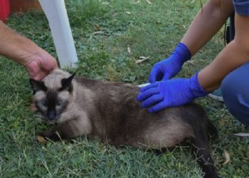 BAHIA BLANCA: Veterinaria y Zoonosis «servicios para la semana del 10 al 14 de agosto»