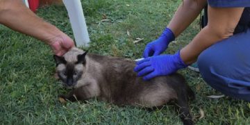 BAHIA BLANCA: Veterinaria y Zoonosis «servicios para la semana del 10 al 14 de agosto»