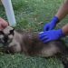 BAHIA BLANCA: Veterinaria y Zoonosis «servicios para la semana del 10 al 14 de agosto»