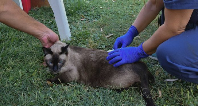 BAHIA BLANCA: Veterinaria y Zoonosis «servicios para la semana del 10 al 14 de agosto»