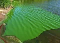 Cianobacterias: alerta naranja en 17 municipios bonaerenses por riesgo en el agua