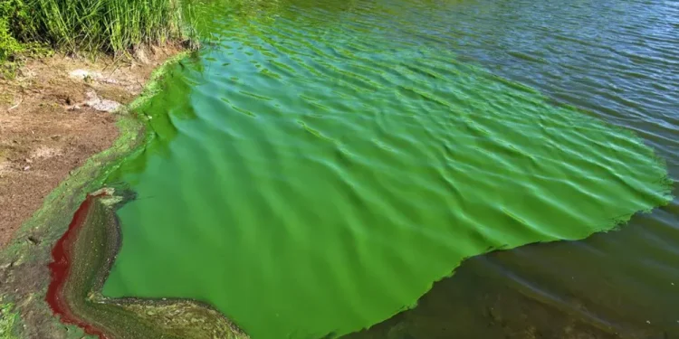 Cianobacterias: alerta naranja en 17 municipios bonaerenses por riesgo en el agua