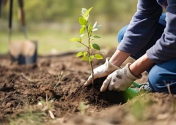 Impulsan una ley de arbolado para combatir el cambio climático en la provincia
