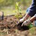 Impulsan una ley de arbolado para combatir el cambio climático en la provincia