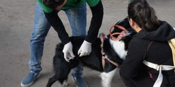 BAHIA BLANCA: Vacunación antirrábica