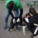 BAHIA BLANCA: Vacunación antirrábica