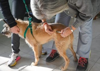 BAHIA BLANCA: Veterinaria Municipal «atención del martes 18 al viernes 21 de agosto»