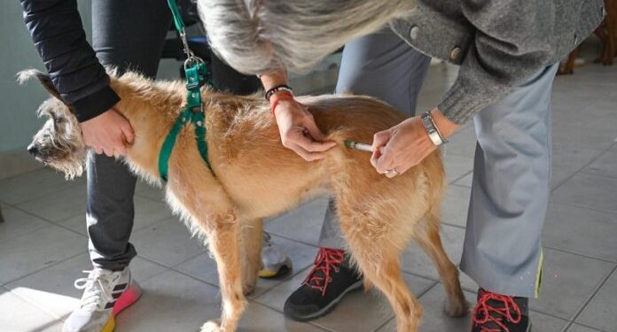 BAHIA BLANCA: Veterinaria Municipal «atención del martes 18 al viernes 21 de agosto»