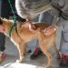BAHIA BLANCA: Veterinaria Municipal «atención del martes 18 al viernes 21 de agosto»