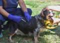 BAHIA BLANCA: Veterinaria y Zoonosis atención del 31 de agosto al 4 de septiembre