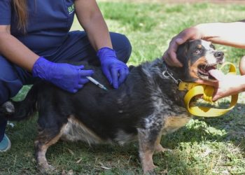 BAHIA BLANCA: Veterinaria y Zoonosis atención del 31 de agosto al 4 de septiembre