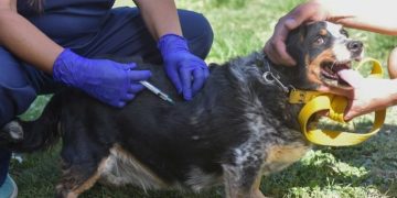 BAHIA BLANCA: Veterinaria y Zoonosis atención del 31 de agosto al 4 de septiembre