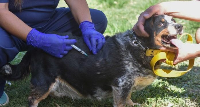 BAHIA BLANCA: Veterinaria y Zoonosis atención del 31 de agosto al 4 de septiembre  Se recuerda que la oficina de Veterinaria y Zoonosis, ubicada en el parque Independencia, permanece cerrada por obras. Por tal motivo, por el tiempo que requieran los trabajos, la atención se realiza en Chiclana 470, de lunes a viernes de 8 a 14. Consultas al: 4565570.