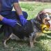 BAHIA BLANCA: Veterinaria y Zoonosis atención del 31 de agosto al 4 de septiembre