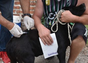 BAHIA BLANCA: Vacunación antirrábica