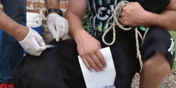 BAHIA BLANCA: Vacunación antirrábica