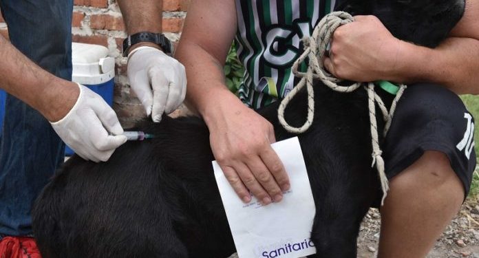 BAHIA BLANCA: Vacunación antirrábica