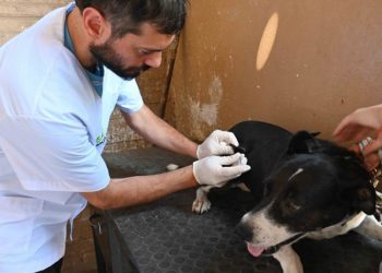BAHIA BLANCA: Jornadas de vacunación antirrábica