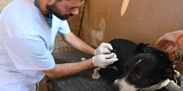 BAHIA BLANCA: Jornadas de vacunación antirrábica