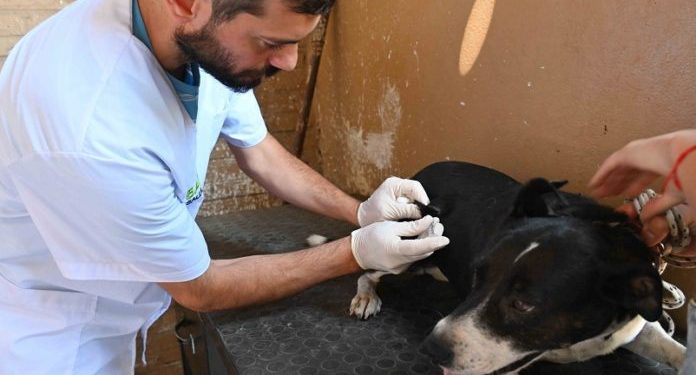 BAHIA BLANCA: Jornadas de vacunación antirrábica
