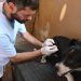 BAHIA BLANCA: Jornadas de vacunación antirrábica